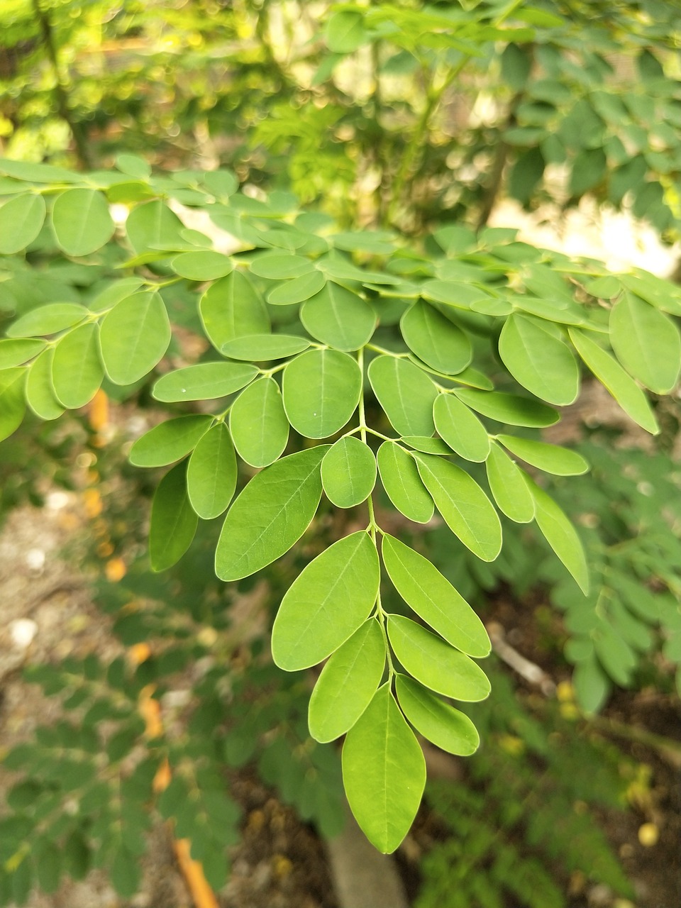 moringa-oleifera-4143419_1280-pixabay
